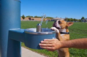 Dog at Drinking Fountain